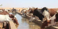 Livestock-Watering-Cows