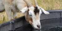 Livestock Watering Goat