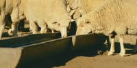 Livestock Watering Sheep1