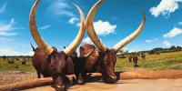Livestock Watering Steer
