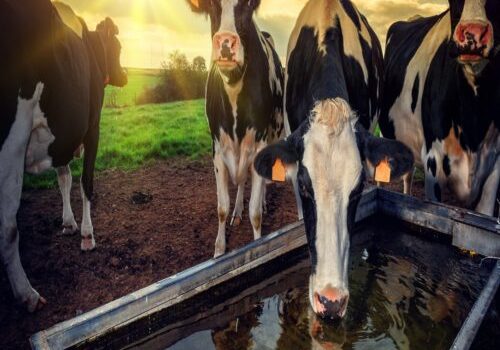 shutterstock_164350595-scaled